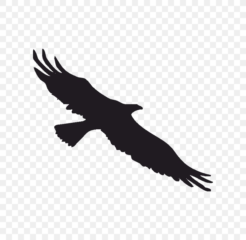 Bird Bald Eagle Decal Sticker Window, PNG, 800x800px, Bird, Accipitriformes, Bald Eagle, Beak, Bird Of Prey Download Free