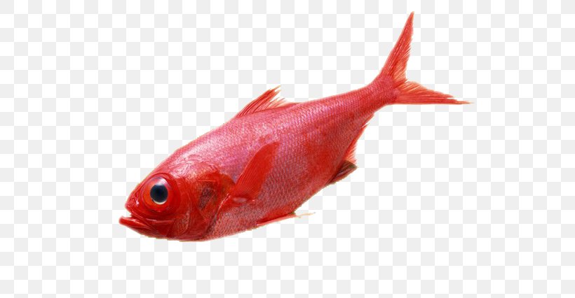 Carassius Auratus Deep Sea Fish Red, PNG, 600x426px, Carassius Auratus, Animal Source Foods, Bony Fish, Deep Sea, Deep Sea Fish Download Free