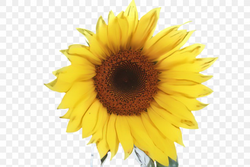 Flowers Background, PNG, 2444x1632px, Sunflower, Annual Plant, Artificial Flower, Asterales, Bloom Download Free