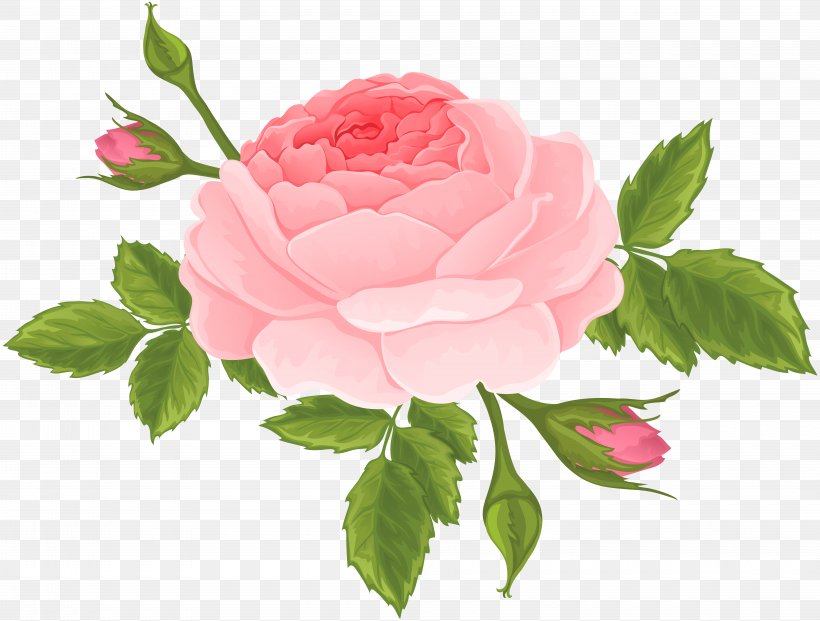 Garden Roses Flower Centifolia Roses Rosa Chinensis Clip Art, PNG, 8000x6060px, Garden Roses, Bud, Centifolia Roses, China Rose, Cut Flowers Download Free