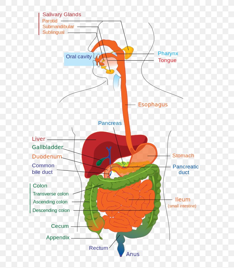 Human Digestive System Gastrointestinal Tract Digestion Diagram Anatomy, PNG, 680x942px, Watercolor, Cartoon, Flower, Frame, Heart Download Free