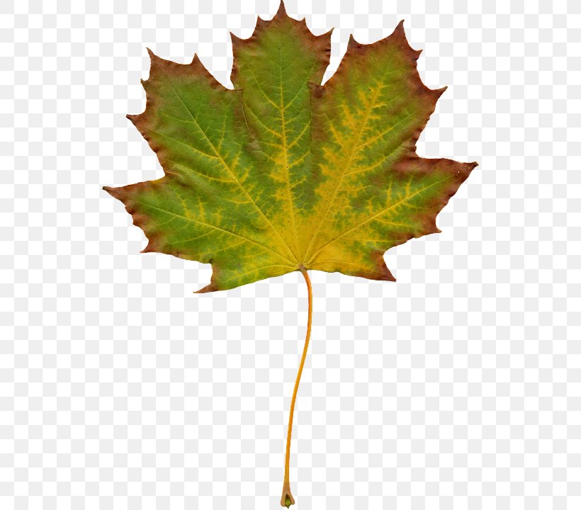 Maple Leaf, PNG, 532x720px, Leaf, Black Maple, Flowering Plant, Maple Leaf, Plane Download Free