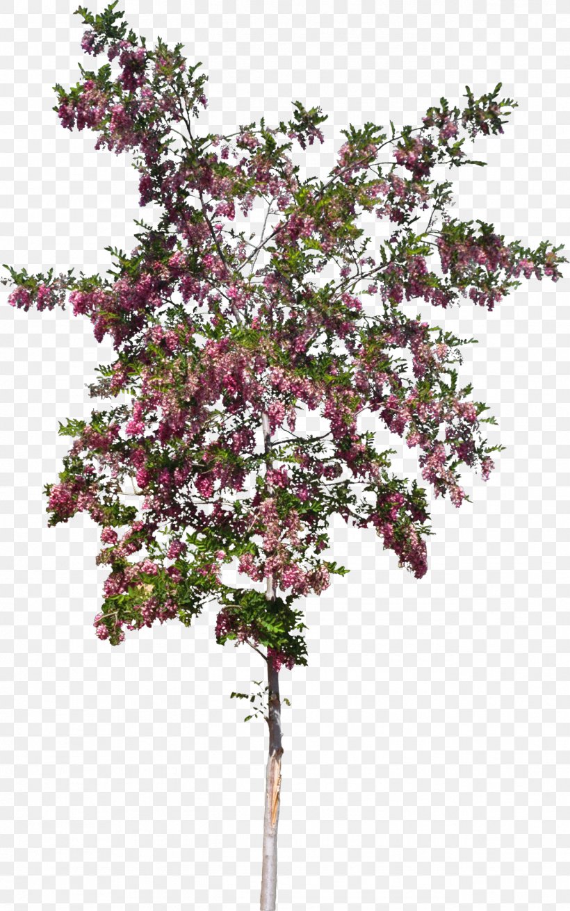 Shrub Twig Tree Plant Stem Flower, PNG, 1292x2066px, Shrub, Blossom, Branch, Branching, Flower Download Free