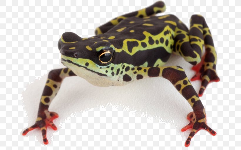 Amphibian Panamanian Golden Frog Atelopus Spumarius Atelopus Balios, PNG, 684x512px, Amphibian, Atelopus, Atelopus Arthuri, Atelopus Hoogmoedi, Atelopus Ignescens Download Free