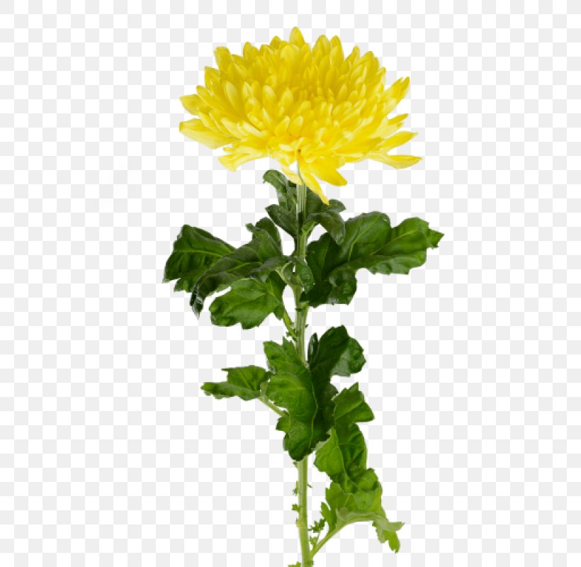 Crown Daisy Yellow Flower Oxeye Daisy, PNG, 800x800px, Crown Daisy, Chrysanthemum, Chrysanths, Color, Cut Flowers Download Free