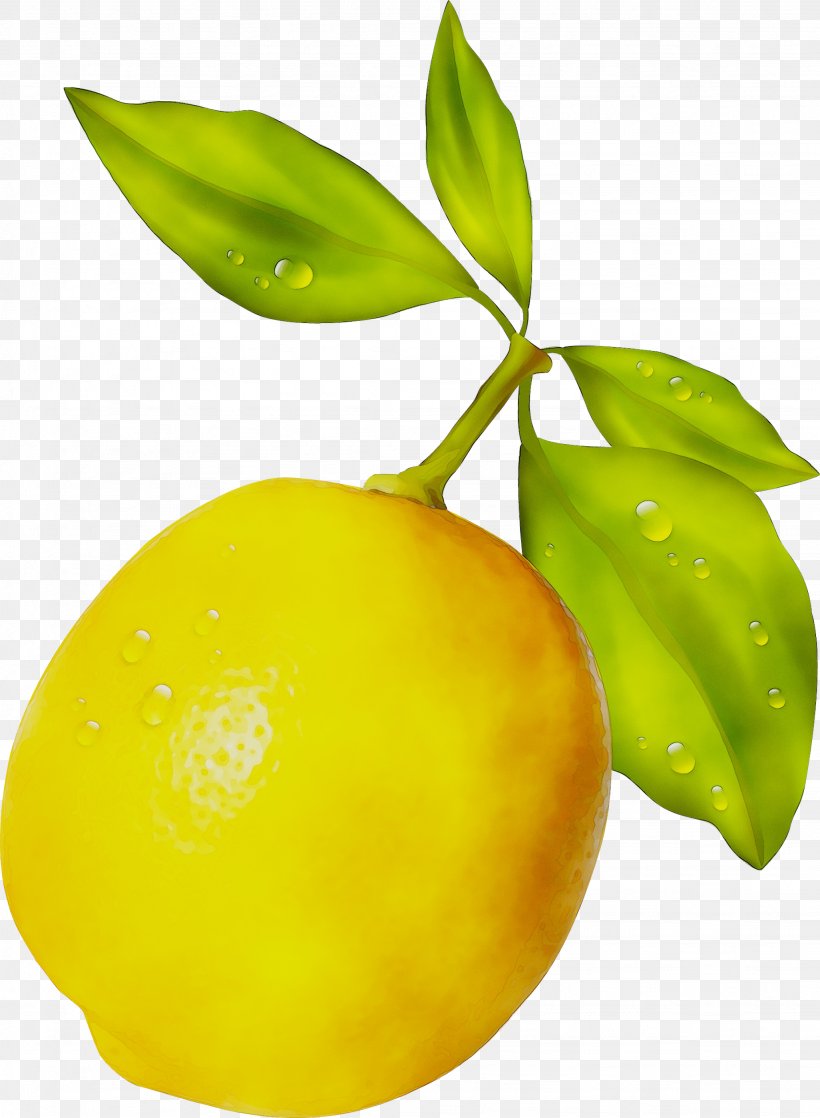 Lemon Citron Citric Acid Yuzu, PNG, 2052x2800px, Lemon, Acid, Citric Acid, Citron, Citrus Download Free