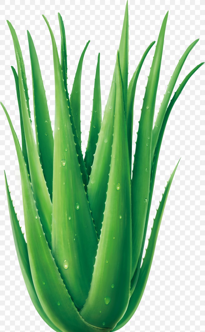 Aloe Vera Euclidean Vector Plant, PNG, 1175x1901px, Aloe Vera, Agave Azul, Aloe, Flowerpot, Grass Download Free