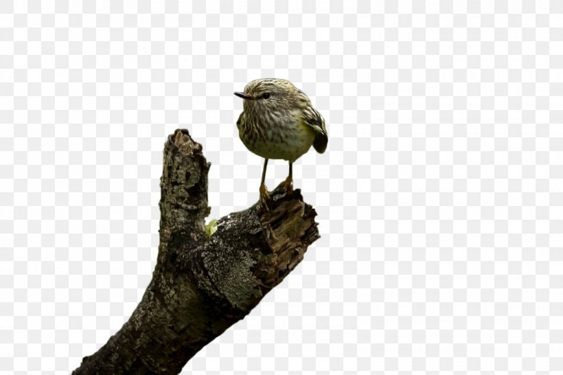 Beak Fauna, PNG, 1600x1066px, Beak, Bird, Fauna, Tree Download Free