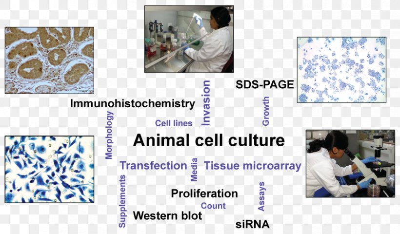 Cell Culture Biology Research, PNG, 842x493px, Cell Culture, Animal, Animal  Culture, Biology, Blue Download Free