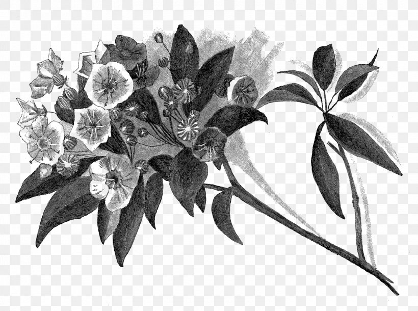 Drawing Paper Digital Illustration Work Of Art, PNG, 1600x1191px, Drawing, Black And White, Botany, Digital Illustration, Flora Download Free