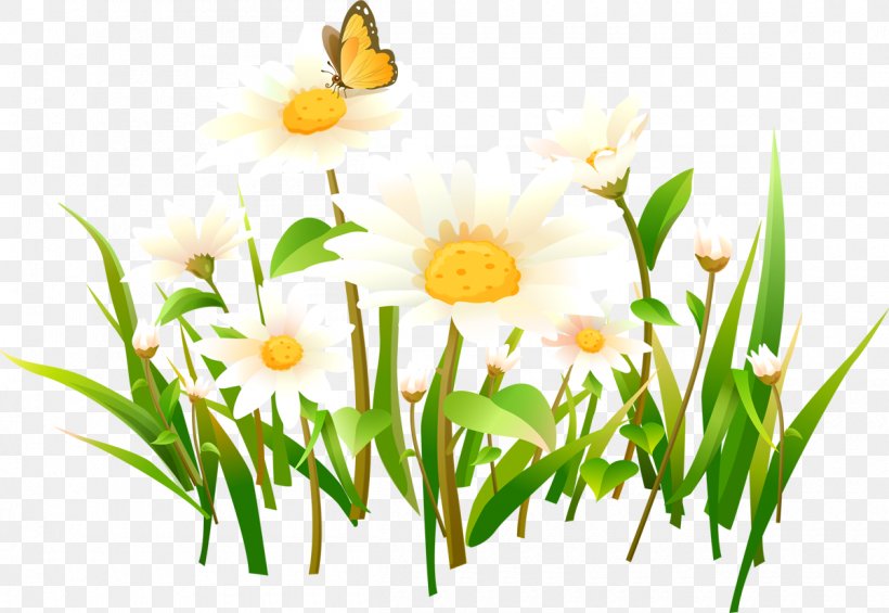 Image Clip Art Chamomile, PNG, 1200x827px, Chamomile, Branch, Chamaemelum Nobile, Daisy, Daisy Family Download Free