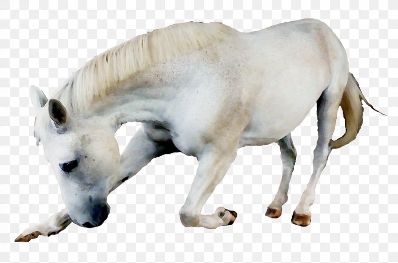 Animal Figure Wildlife Snout Horse Mare, PNG, 1850x1224px, Watercolor, Animal Figure, Horse, Mare, Paint Download Free