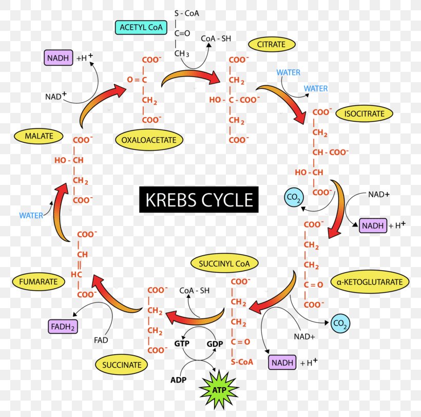 overview-of-the-krebs-or-citric-acid-cycle-biology-i-ii-pinterest