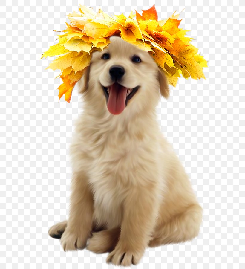 Golden Retriever Puppy Labrador Retriever Clip Art, PNG, 700x900px, Golden Retriever, Ancient Dog Breeds, Border Collie, Breed, Carnivoran Download Free