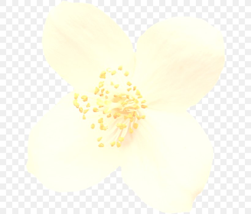 White Yellow Petal Flower Plant, PNG, 652x700px, White, Flower, Petal, Plant, Yellow Download Free