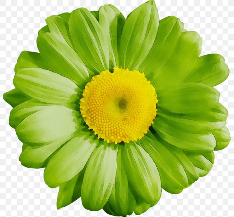 Chrysanthemum Transvaal Daisy Cut Flowers Yellow Petal, PNG, 800x763px, Watercolor, Chrysanthemum, Cut Flowers, Flower, Paint Download Free