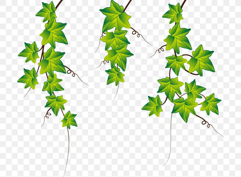 Common Ivy Stock Photography Clip Art, PNG, 703x602px, Common Ivy, Branch, Drawing, Flowering Plant, Grass Download Free