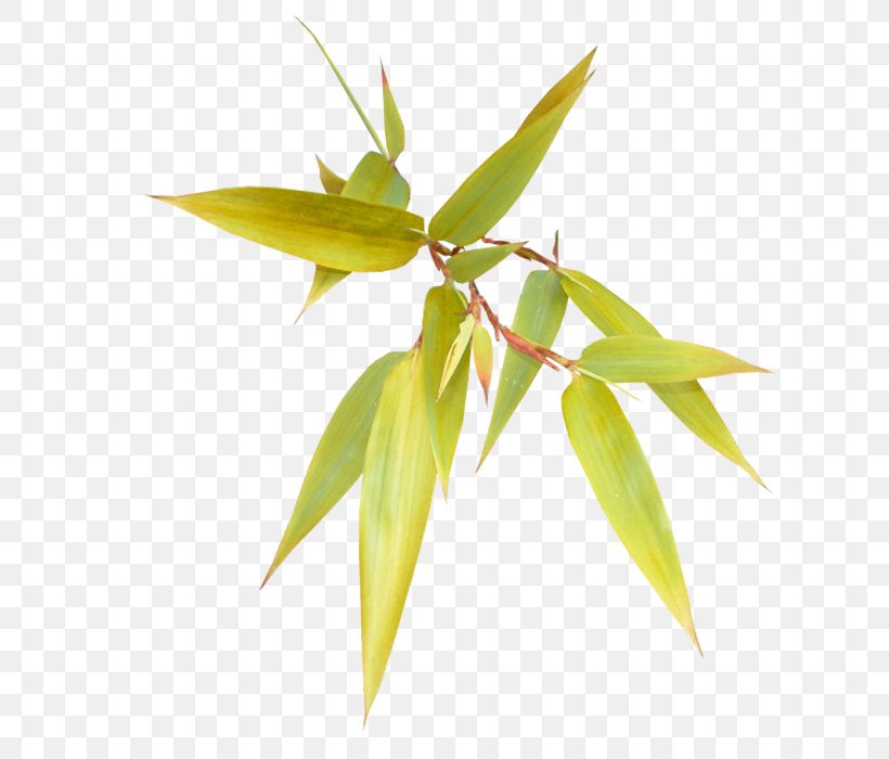 Fengzhu Bamboo Green, PNG, 700x700px, Fengzhu, Bamboo, Cartoon, China, Creativity Download Free