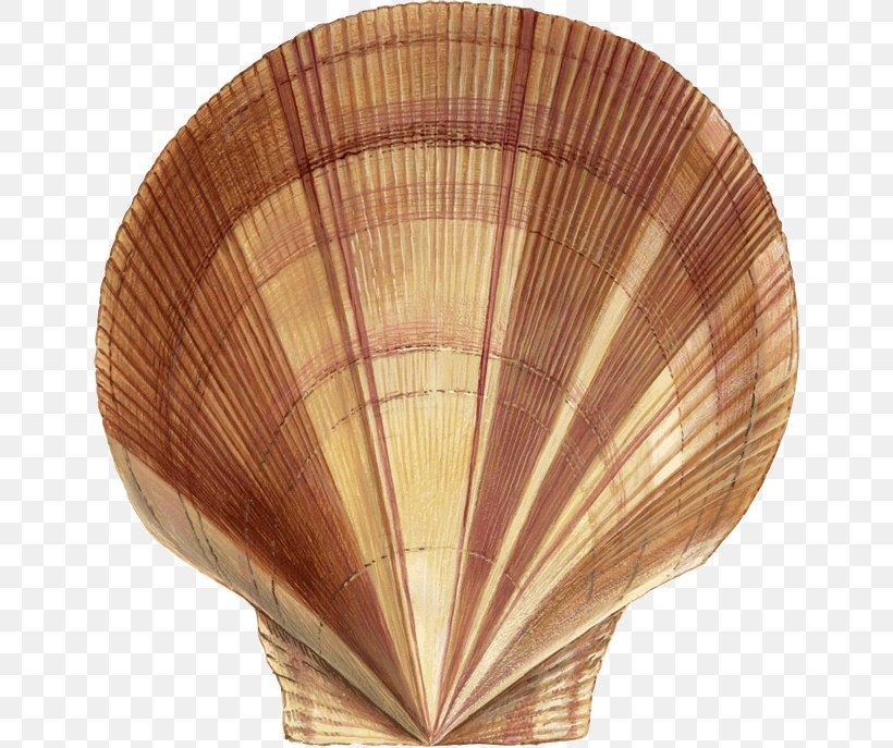 Placopecten Magellanicus Scallop Molluscs Atlantic Ocean, PNG, 648x687px, Placopecten Magellanicus, Area, Atlantic Ocean, Cockle, Conchology Download Free