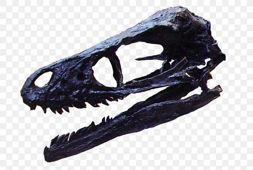 Bambiraptor Late Cretaceous Tyrannosaurus Velociraptor Theropods, PNG, 762x553px, Bambiraptor, Bone, Campanian, Craniate, Dinosaur Download Free