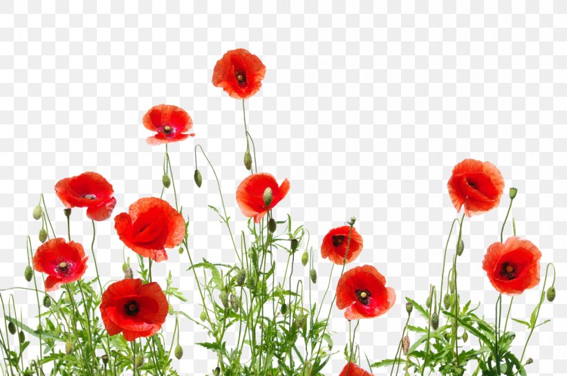 Common Poppy Printing Desktop Wallpaper, PNG, 1204x799px, 4k Resolution, Common Poppy, Annual Plant, Canvas, Coquelicot Download Free