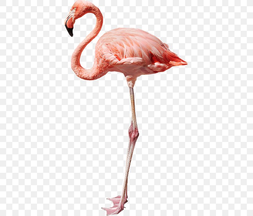 Flamingo Stock Photography Royalty-free, PNG, 403x700px, Flamingo, Beak, Bird, Canvas Print, Drawing Download Free