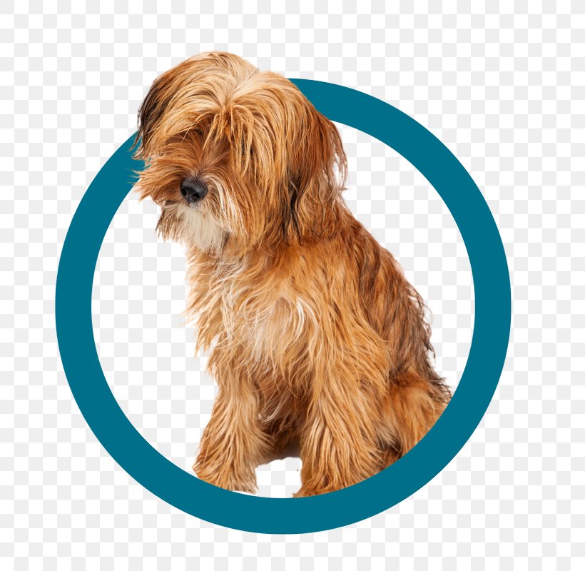 Norfolk Terrier Yorkshire Terrier Sporting Lucas Terrier Morkie Tibetan Terrier, PNG, 800x800px, Norfolk Terrier, Bread Pan, Carnivoran, Cavapoo, Companion Dog Download Free