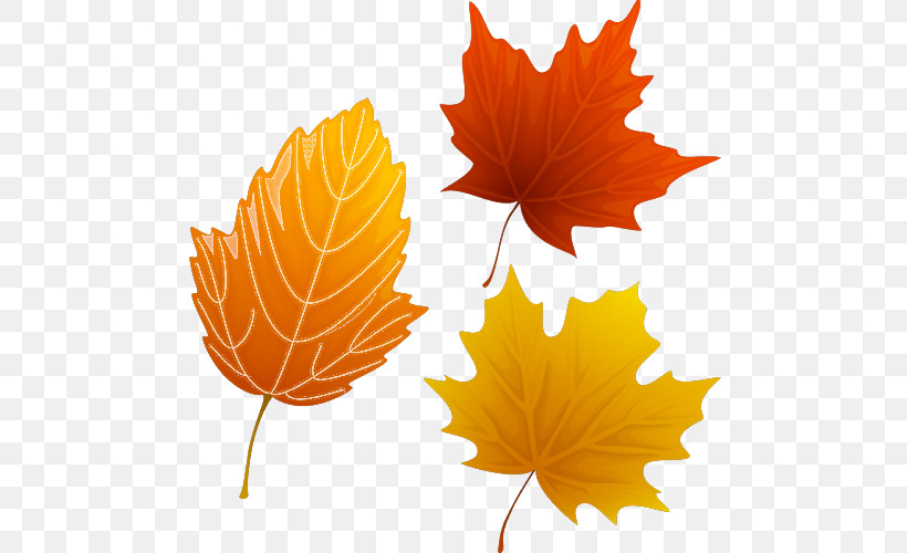 Orange, PNG, 500x500px, Leaf, Biology, Flower, Maple Leaf M, Orange Download Free