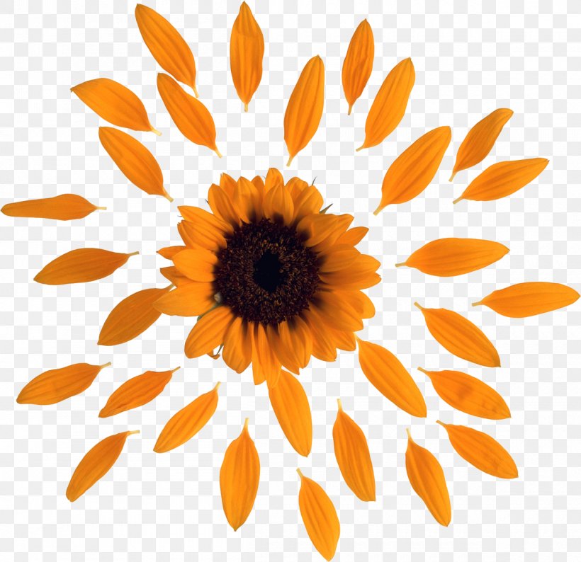 Petal Book Common Sunflower, PNG, 1200x1163px, Petal, Afacere, Book, Cabinetry, Calendula Download Free