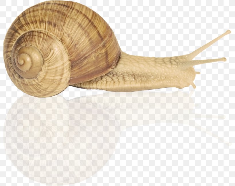 Snail Orthogastropoda Escargot Clip Art, PNG, 800x651px, Snail, Escargot, Gastropods, Invertebrate, Molluscs Download Free