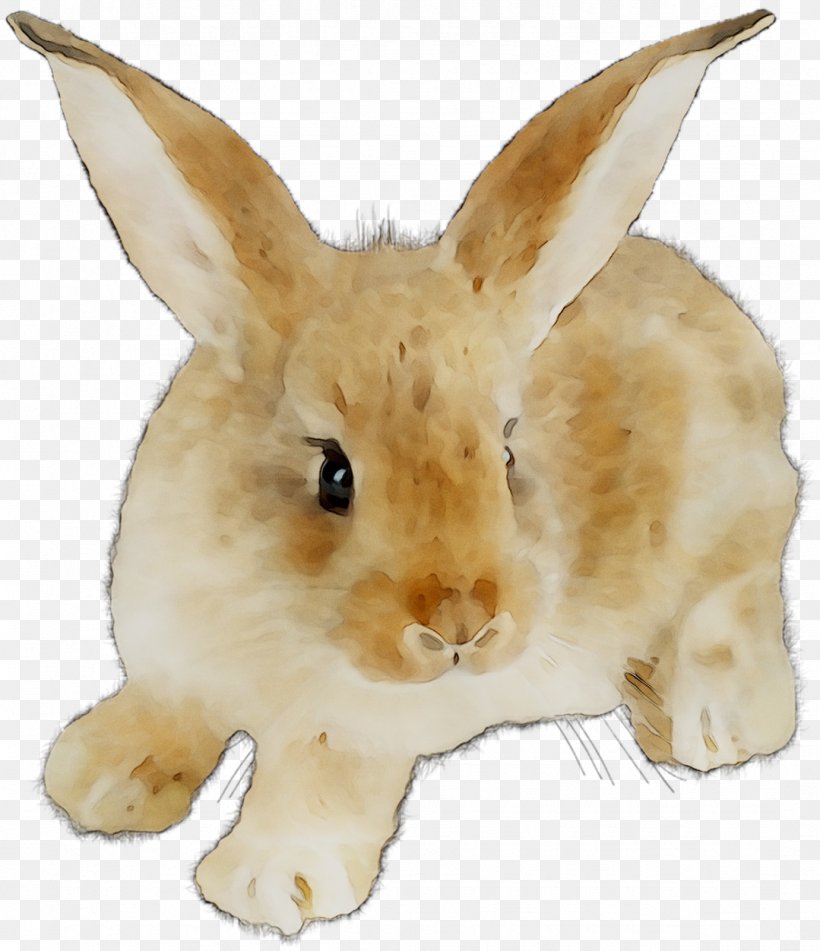 Domestic Rabbit Hare Fur Whiskers Fauna, PNG, 1079x1252px, Domestic Rabbit, Animal Figure, Beige, Ear, Fauna Download Free