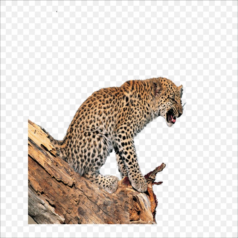 Leopard Tiger Lion Jaguar Cheetah, PNG, 1773x1773px, Leopard, Animal, Big Cats, Carnivoran, Cat Like Mammal Download Free