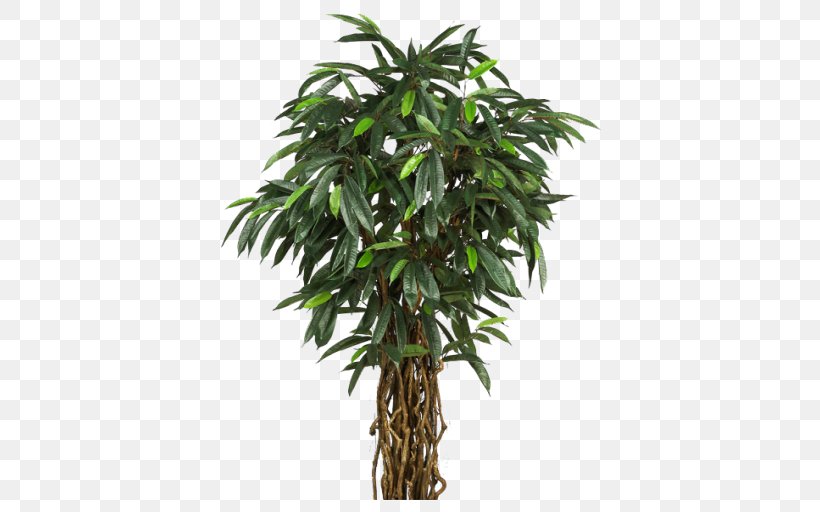 Perforate St John's-wort Tree Areca Palm Plant Arecaceae, PNG, 512x512px, Tree, Albizia Julibrissin, Areca Palm, Arecaceae, Arecales Download Free