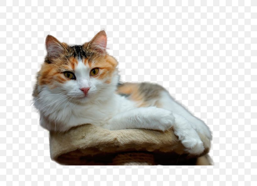 Birman Persian Cat Cymric Desktop Wallpaper Kitten, PNG, 800x596px, Birman, Aegean Cat, Animal, Breed, Carnivoran Download Free