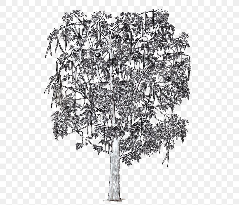 Drawing /m/02csf White Flowering Plant, PNG, 539x702px, Drawing, Black And White, Branch, Flowering Plant, Monochrome Download Free