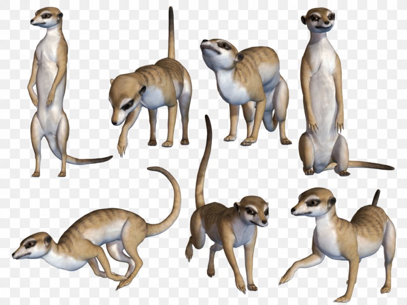 Meerkat Terrestrial Animal Wildlife, PNG, 1024x768px, Meerkat, Animal, Carnivoran, Fauna, Mammal Download Free