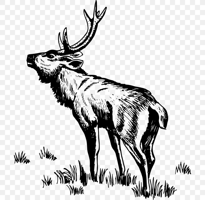 Reindeer Elk Moose Clip Art, PNG, 710x800px, Reindeer, Antelope, Antler, Art, Black And White Download Free