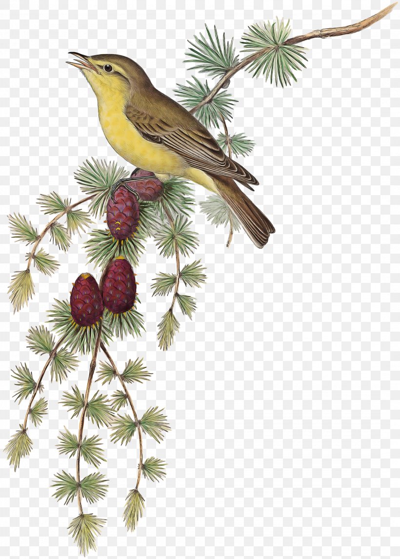 Robin Bird, PNG, 2145x3000px, Bird, Beak, Branch, Brown Thrasher, Common Nightingale Download Free