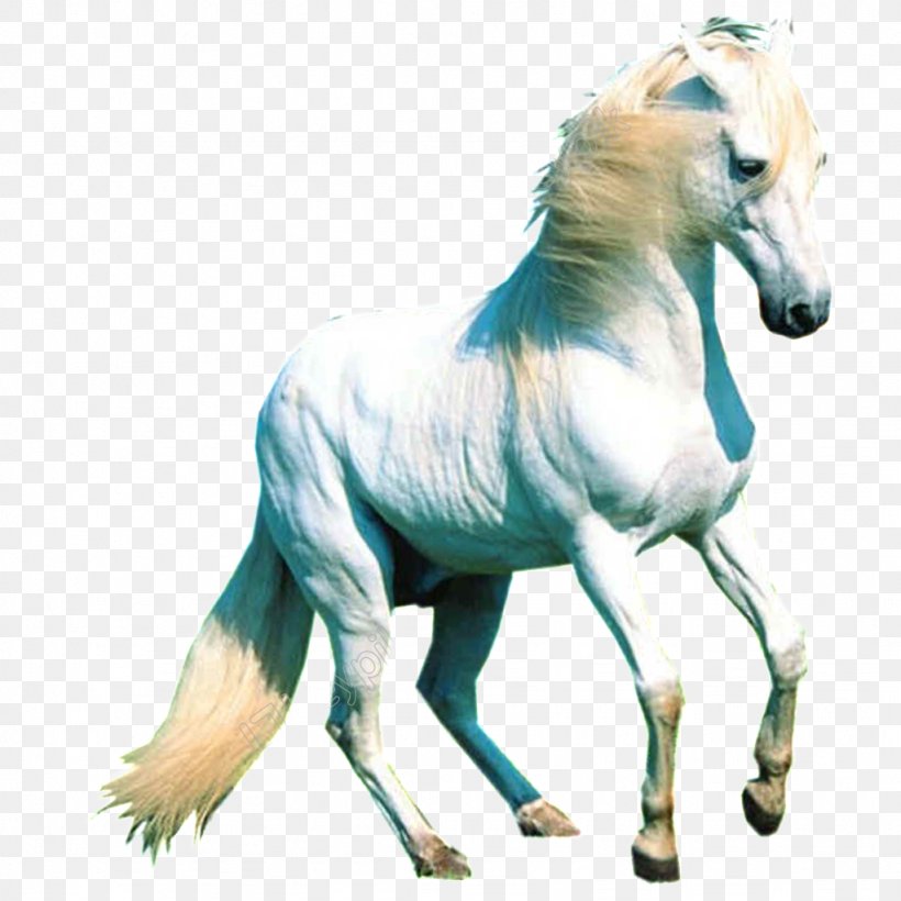 Arabian Horse Desktop Wallpaper Pony White Stallion, PNG, 1024x1024px, Arabian Horse, Animal Figure, Black, Canter And Gallop, Horse Download Free