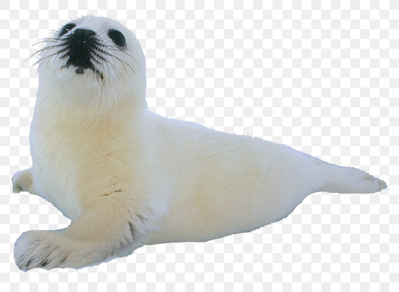 Climope Earless Seal Sea Lion Aquatic Animal, PNG, 792x600px, Climope, Animal, Animal Figure, Aquatic Animal, Earless Seal Download Free