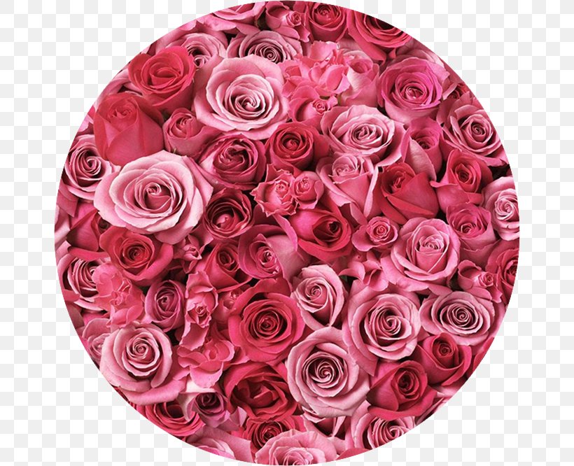 Desktop Wallpaper Rose Pink Flowers Wallpaper, PNG, 666x666px, Rose, Computer, Cut Flowers, Floral Design, Floristry Download Free