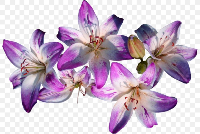 Flowering Plant Lily Violet, PNG, 800x548px, Lossless Compression, Blog, Cut Flowers, Data, Data Compression Download Free