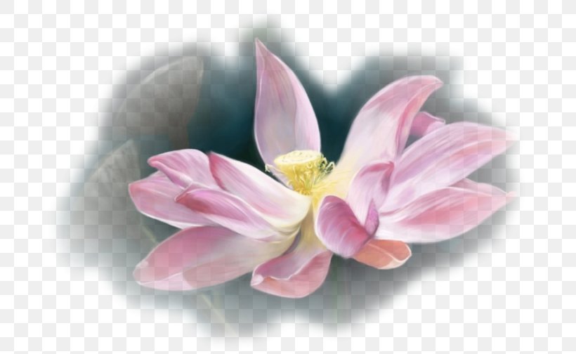 Pink M MTN Group Lotus-m RTV Pink, PNG, 710x504px, Pink M, Aquatic Plant, Blossom, Flower, Flowering Plant Download Free