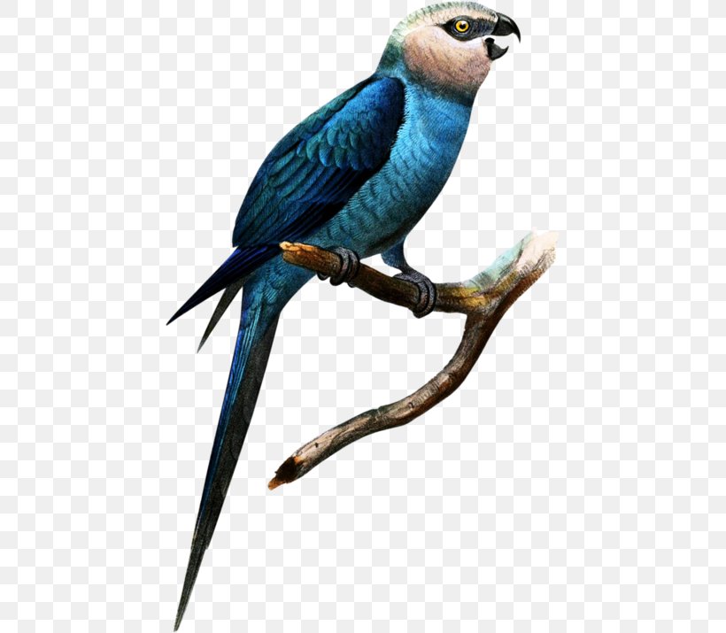 Scarlet Macaw Bird Al Wabra Wildlife Preserve Military Macaw, PNG, 446x715px, Macaw, Animal, Beak, Bird, Blueandyellow Macaw Download Free