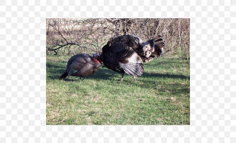 Domesticated Turkey Dakota Decoy LLC Turkey Hunting, PNG, 500x500px, Domesticated Turkey, Amazoncom, Armslist, Beak, Bird Download Free