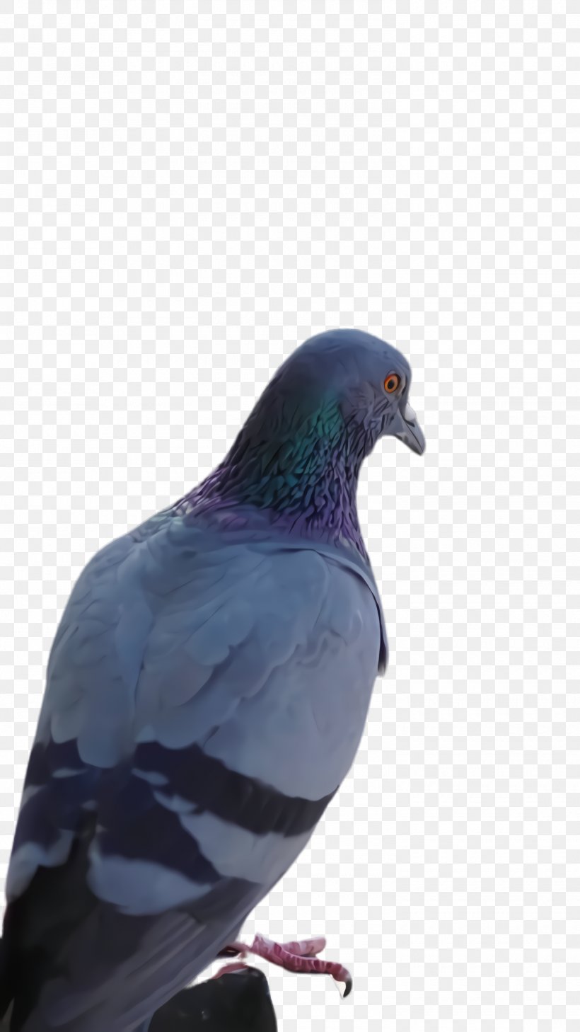 Feather, PNG, 1500x2668px, Pigeons And Doves, Beak, Bird, Blue, Feather Download Free