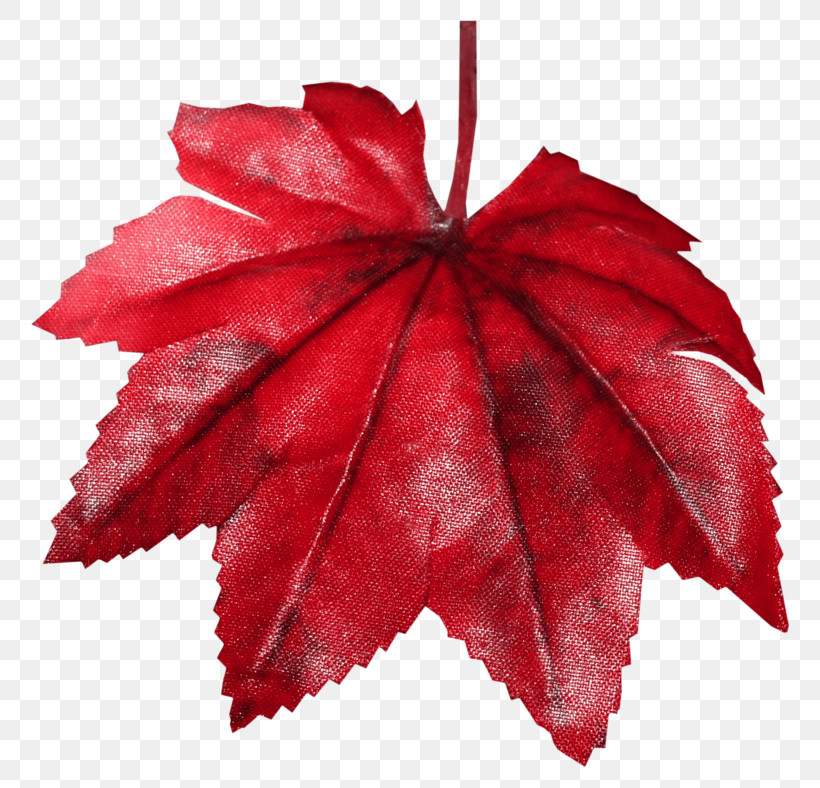 Maple Leaf, PNG, 800x788px, Leaf, Deciduous, Flower, Maple, Maple Leaf Download Free