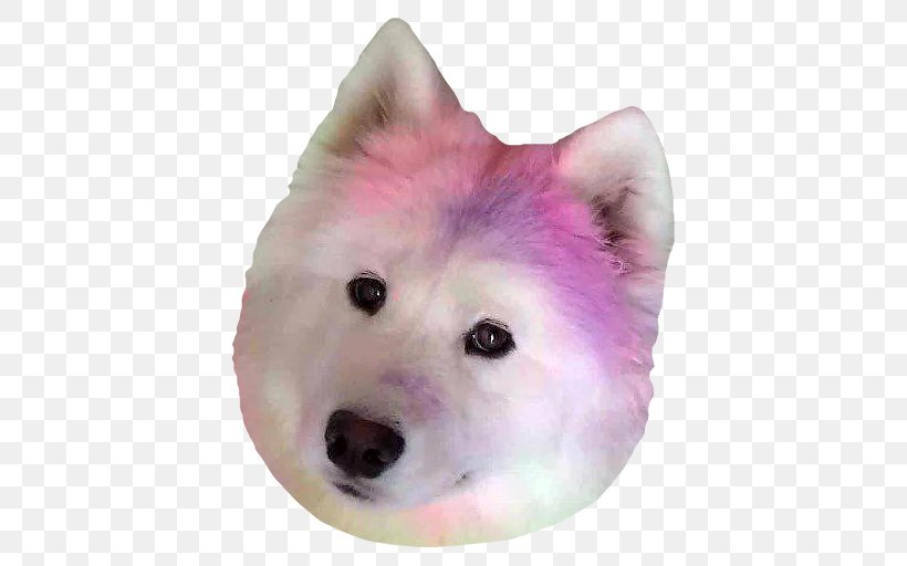 American Eskimo Dog Dog Breed Canadian Eskimo Dog Samoyed Dog Japanese Spitz Png 512x512px American Eskimo