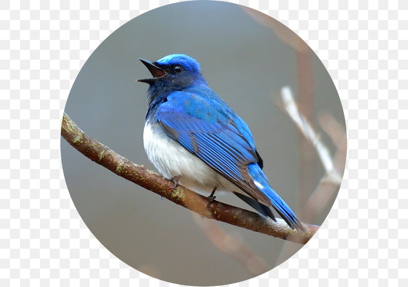 Birdwatching Blue Jay 野鳥 Blue-and-white Flycatcher, PNG, 577x577px, Birdwatching, Beak, Bird, Blue Jay, Bluebird Download Free