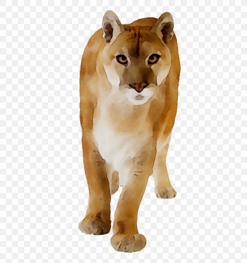 Lion Cougar Big Cat Black Panther, PNG, 1039x1107px, Lion, Animal, Animal Figure, Big Cat, Big Cats Download Free